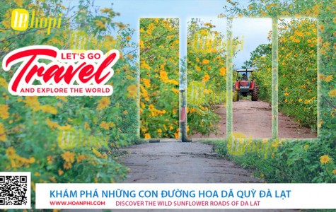 Khám Phá Những Con Đường Hoa Dã Quỳ Đà Lạt
