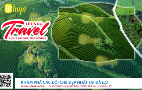 Khám Phá Các Đồi Chè Đẹp Nhất Tại Đà Lạt