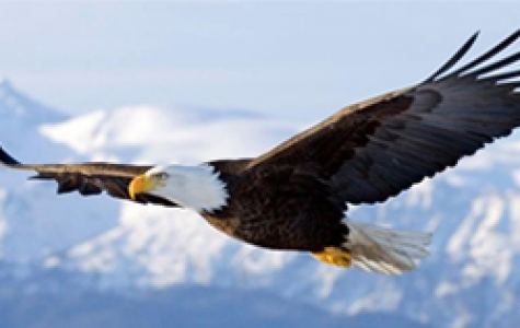 Tầm nhìn & Sứ mệnh