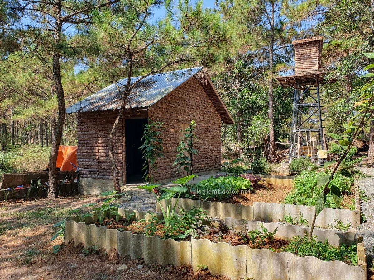 Review Quán Cafe Nhà Gỗ Trong Rừng Bảo Lộc Lâm Đồng