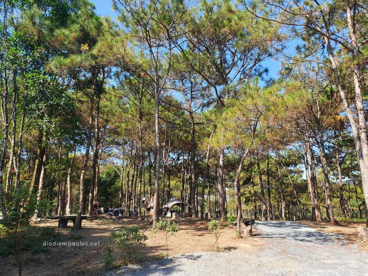 Review Quán Cafe Nhà Gỗ Trong Rừng Bảo Lộc Lâm Đồng