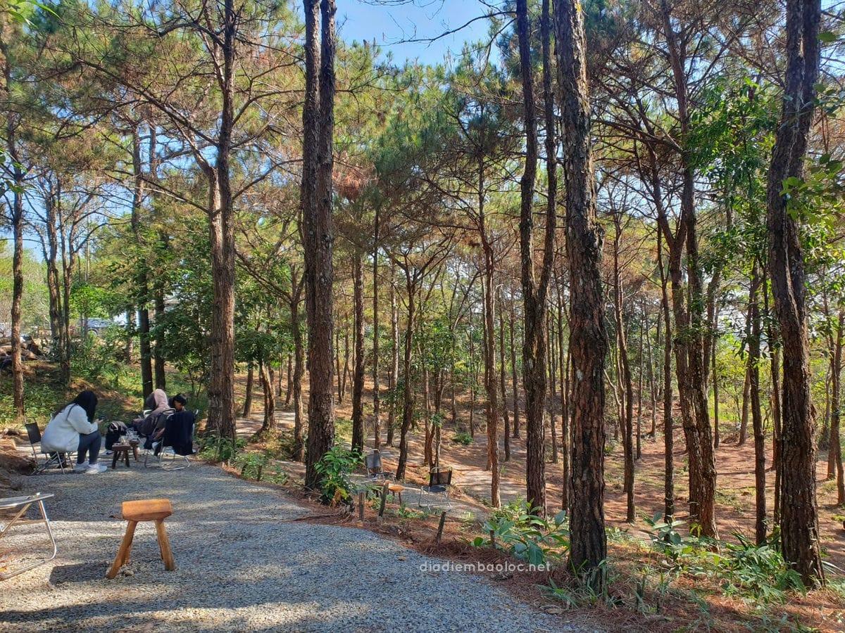 Review Quán Cafe Nhà Gỗ Trong Rừng Bảo Lộc Lâm Đồng